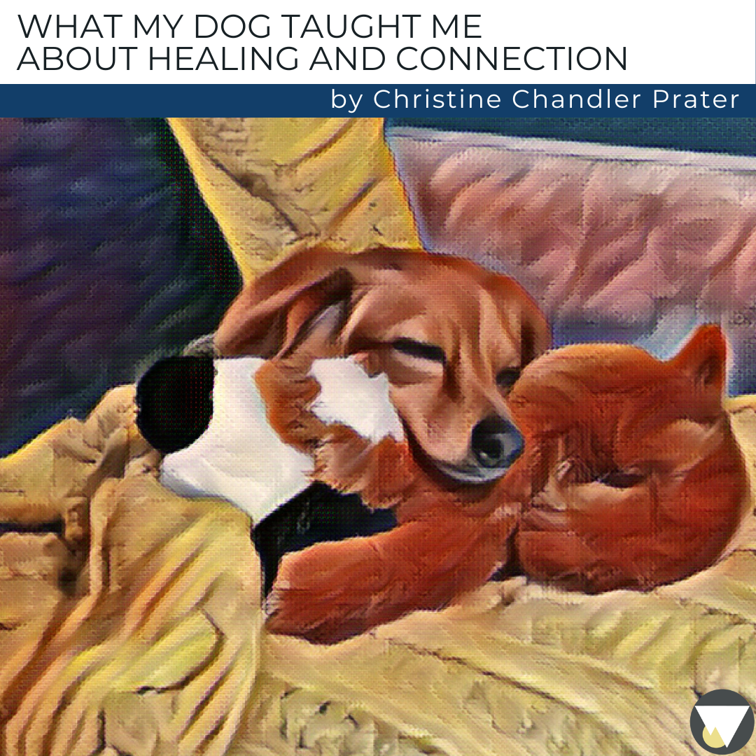 Sissy's Story: What My Dog Taught Me About Healing and Connection - The  Holy Shift